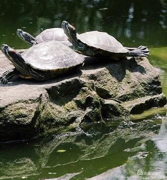 ���磬��Щ���������� ��ʫ