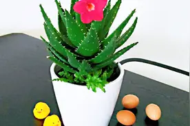 鸡蛋壳养花虽然好，但用错了土壤会长虫！视频封面