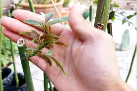 扦插蔷薇嫁接月季、盆景月季，选择好嫁接时机，一年爆盆4、5次视频封面