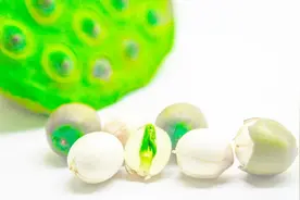 莲子怎么做好吃？莲子的两种做法，营养美味，简单又健康！