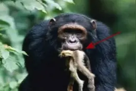 为什么黑猩猩抓住小猴子后，要先从大脑吃起？视频封面