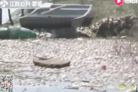 洪泽湖万亩鱼蟹死亡，河道被死鱼蟹盖住，江苏紧急启动应急响应视频封面