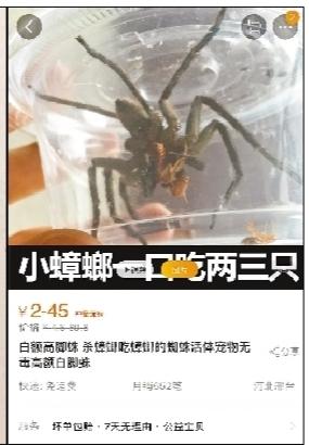 白额高脚蛛成网红“灭蟑神器”，专家：不靠谱，被咬有风险