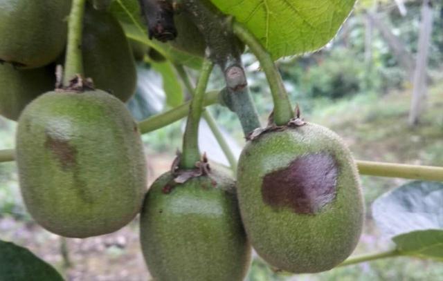 叶面肥与农药混配，不注意以下几点，不但药肥白打，还会出问题！