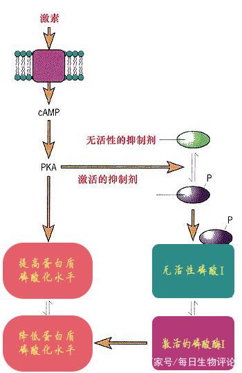 蛋白激酶详解，你该了解一下！