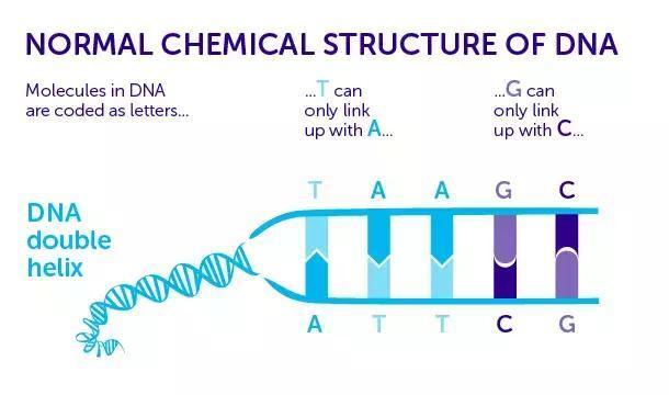 科学家40亿年以来首次合成包含六种碱基的生命体