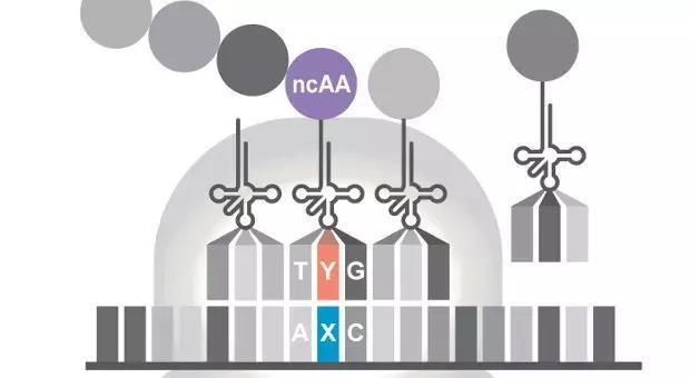 科学家40亿年以来首次合成包含六种碱基的生命体
