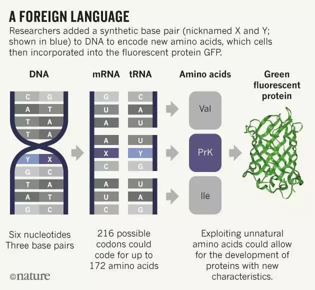 科学家40亿年以来首次合成包含六种碱基的生命体