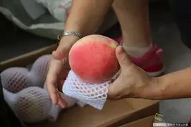 影像故事｜第329期：年过六旬的北京平谷果农学会微信卖桃图片