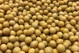 今天才知道，黄豆应该这样保存，放2年都不变质，好方法家家需要视频封面