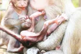 心塞！狠心的母猴不哺乳新生猴宝宝，还残忍虐待，看哭了！视频封面