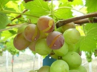 钙到底犯了什么错，对钙进行一场特殊的盘问，从此知道钙不容易！