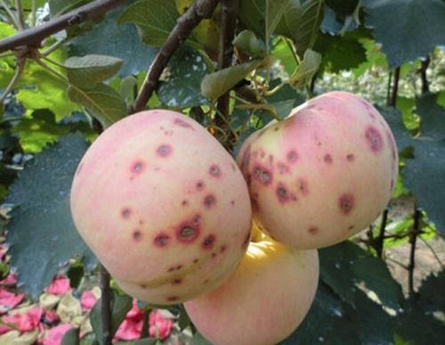 钙到底犯了什么错，对钙进行一场特殊的盘问，从此知道钙不容易！