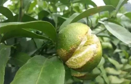 钙到底犯了什么错，对钙进行一场特殊的盘问，从此知道钙不容易！