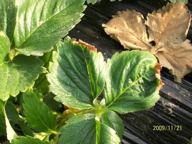 钙到底犯了什么错，对钙进行一场特殊的盘问，从此知道钙不容易！