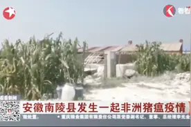 安徽南陵县发生一起非洲猪瘟疫情视频封面