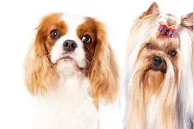 狗狗的憋尿的极限是多久？可以放狗独自在家一整天吗？