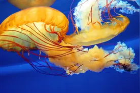 带着2岁儿子去海洋馆，花698办一张卡，能看到哪些鱼类和美景呢？