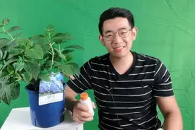 绣球花遇见叶片泛白，用这种药即可治