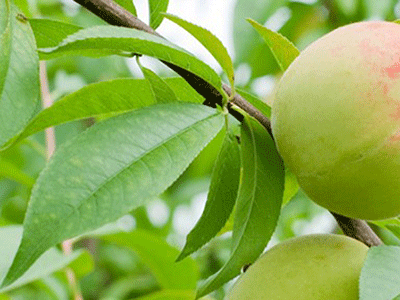 璐濅翰妗冨瓙姘ㄥ熀閰告礂鍙戞矏娴翠簩鍚堜竴锛岄闃叉秷闄ょ棻瀛愬ソ甯墜