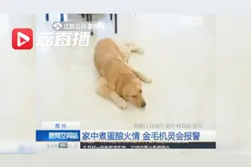 救火“英雄”！主人煮鸡蛋忘关引发火情，金毛开门喊来邻居保安视频封面