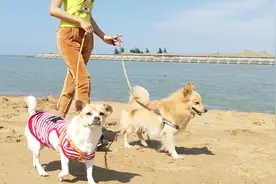 幼犬不喜欢被绳子牵着怎么办？这个方法才能让它爱上绳子视频封面