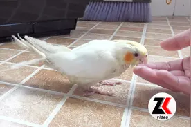 黄化小玄凤会回应我的召唤了，抚摸鹦鹉的头很享受的样子！