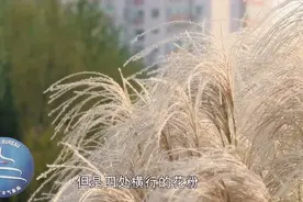 涕泪横流未必是感冒 预防花粉过敏才是正解