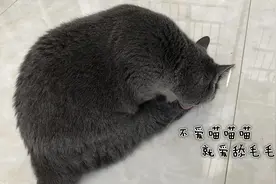 当猫咪舔毛配上魔性神曲《学猫叫》，是喵喵喵喵？还是舔毛毛毛？