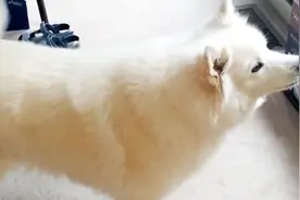 为什么狗狗总是朝着一个方向吼叫？我们却什么也没看见视频封面
