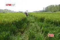 中国科学家首次实现杂交水稻父、母本同期机直播制种视频封面