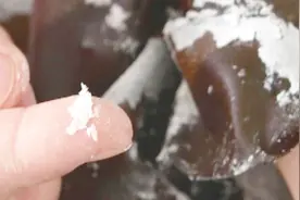 海带上面长白毛是否对人体有害 专家为您答疑解惑视频封面