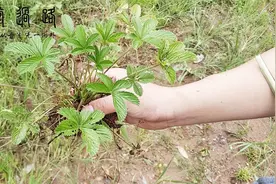 据说蛇中毒之后，服用该草药，方可解毒视频封面