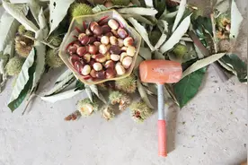 农村小伙竟用锤子给树上的“小刺猬”剥皮，蒜你狠，不服不行视频封面