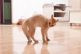 全程高能！你见过横着走的猫吗？视频封面
