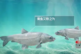 青鱼！了解一下？视频封面