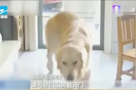 救火“英雄”！主人离家忘关火，金毛开门搬救兵视频封面