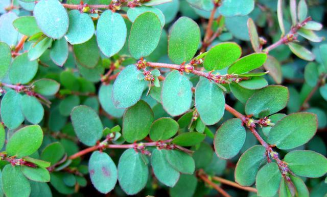 千根草与地锦草的区别(花盖地草和地锦草的区别)-第3张图片