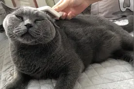 猫毛大作战！看这位养猫小姐姐如何清理家里满天飞的猫毛吧！视频封面