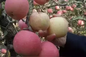 短枝富士——中国苹果矮密栽培的绝佳选择图片