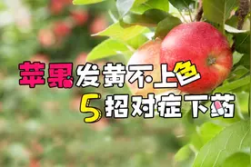 苹果发黄不上色，如何解决？视频封面