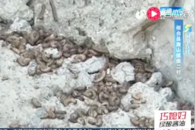 “大虫来袭”！桓台一村内现成堆“千足虫” 什么原因？