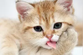 为什么主人洗澡时，猫喜欢站在门口叫？答案来了视频封面