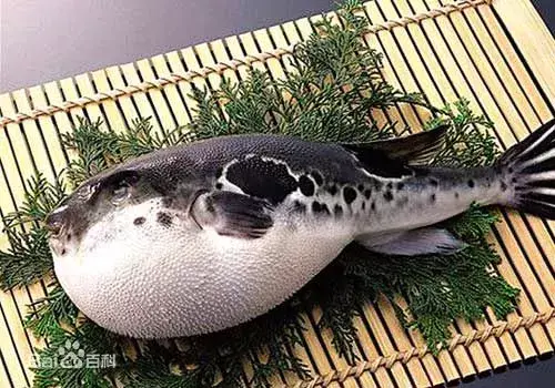 鱼鳞胎儿是什么原因造成的