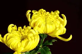4朵命运花，哪朵最坚强？测你婚姻能否幸福一生？视频封面