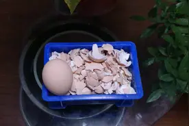 鸡蛋壳是很好的磷钾肥，只是很多人用法不对视频封面