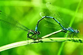 为什么蜻蜓都在白天出来，晚上就没有了？原来和它们的眼睛有关！视频封面