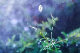 蒹葭苍苍，白露为霜图片
