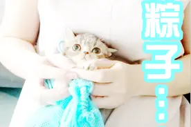 小猫咪被铲屎官用洗猫袋裹成粽子剪指甲，只能喵呜喵呜抗议视频封面