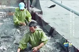 揭秘福建泰宁大金湖鱼从赶尽杀绝到共同保护的幕后故事！视频封面